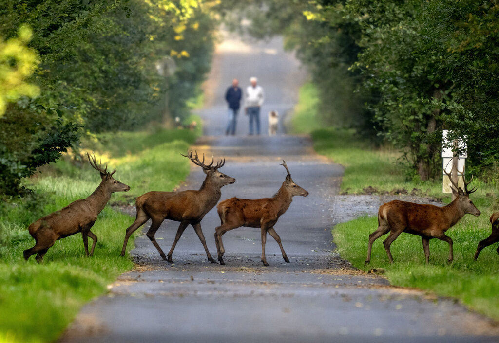 Germany Wildlife